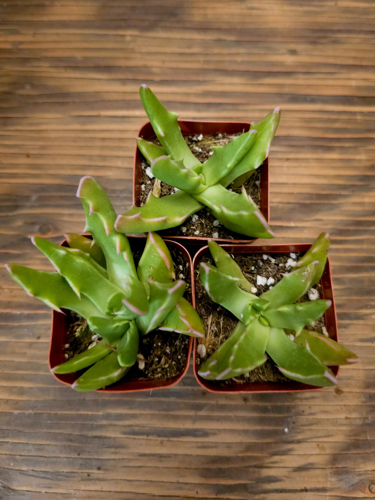 Faucaria tigrina – Tiger Jaws