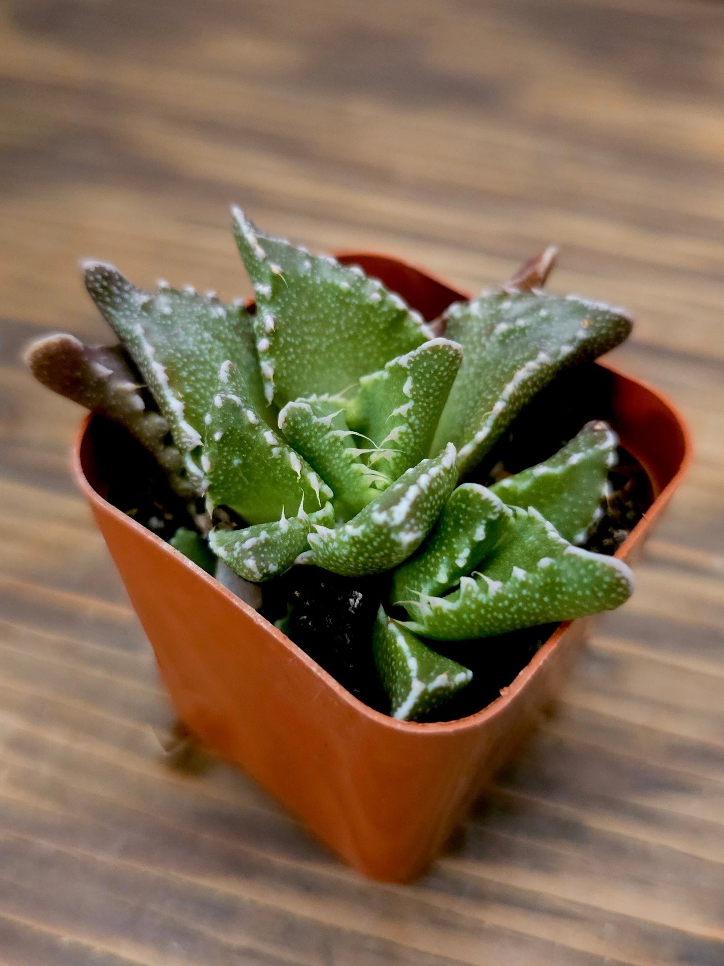 Faucaria felina – Shark Tooth Plant