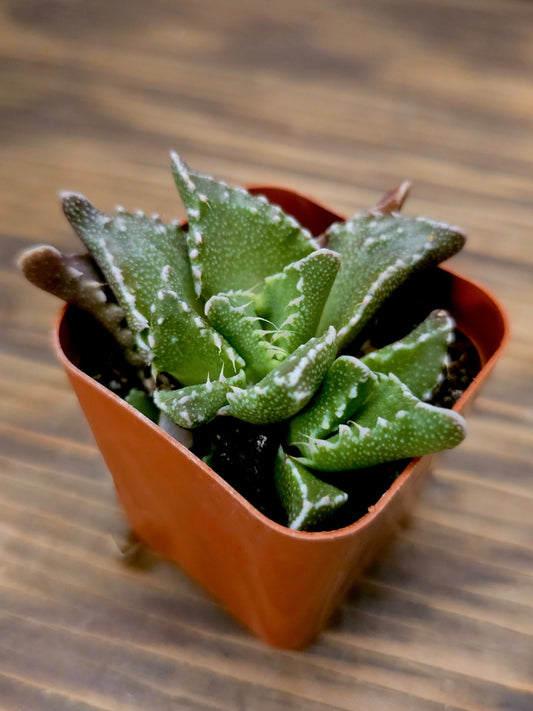 Faucaria felina – Shark Tooth Plant