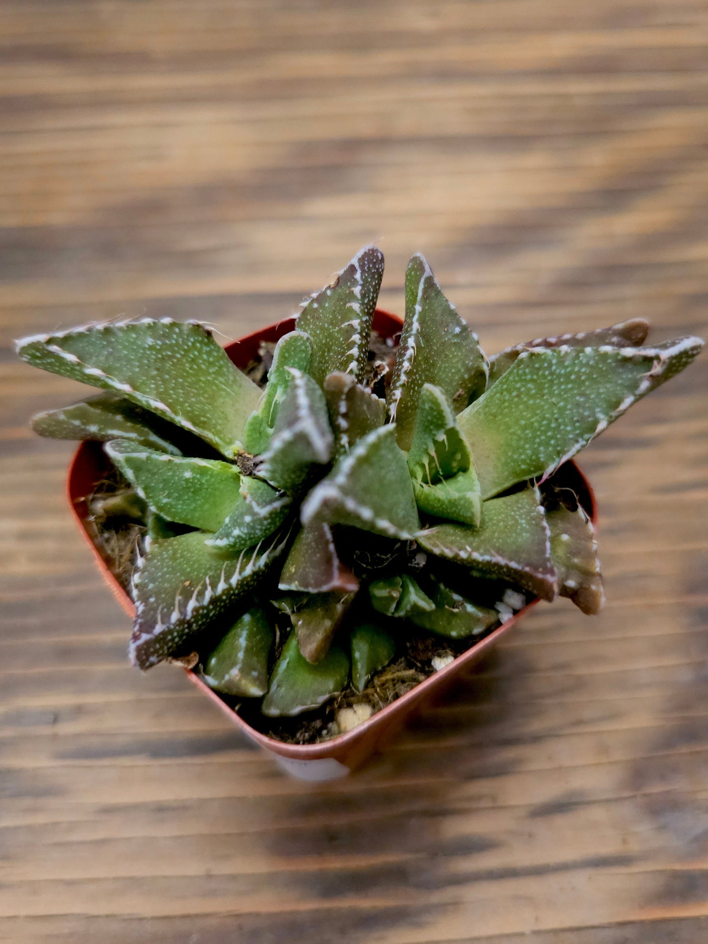 Faucaria felina – Shark Tooth Plant