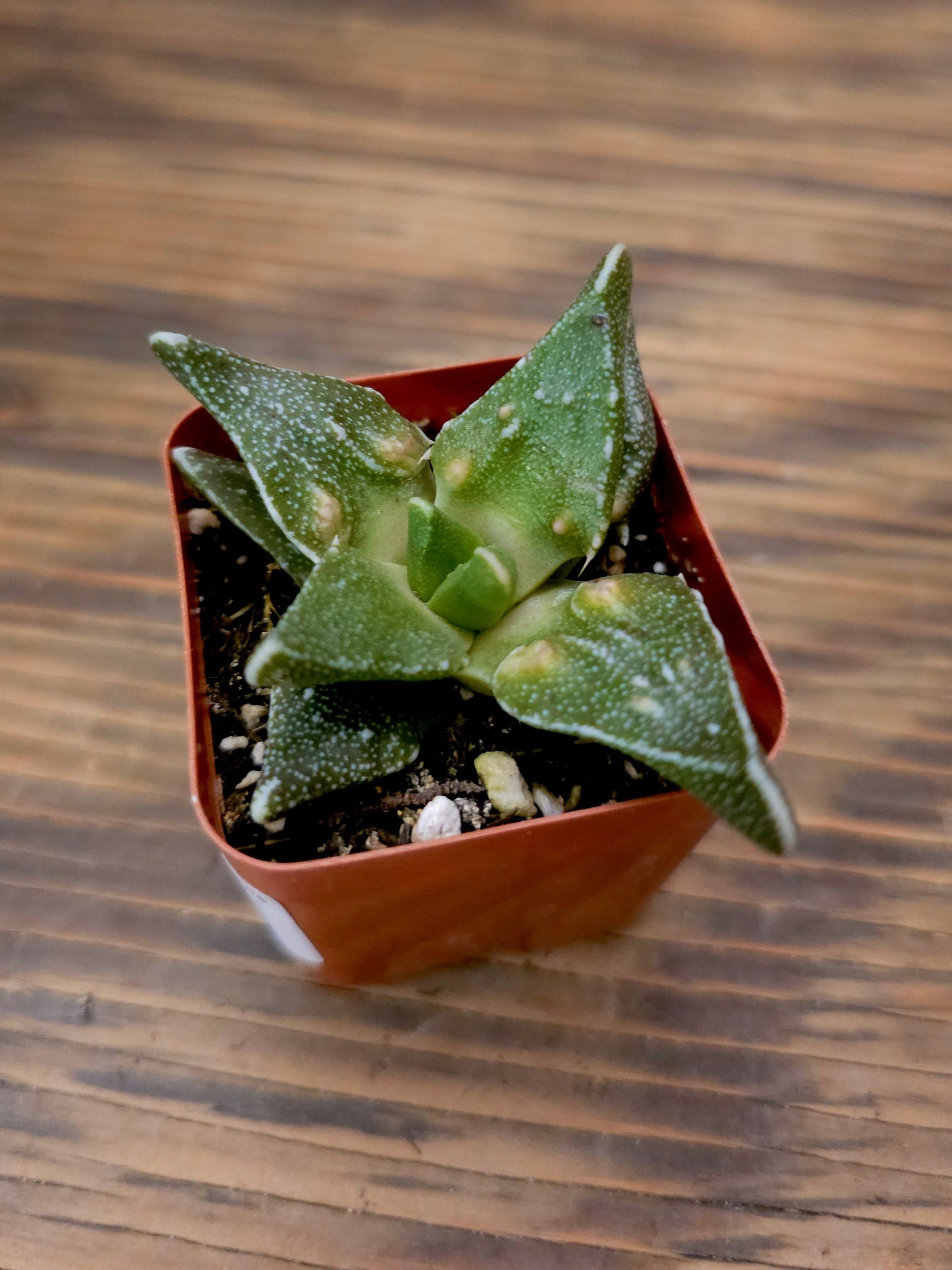 Faucaria tigrina 'Tuberculosa' – Tiger Jaws