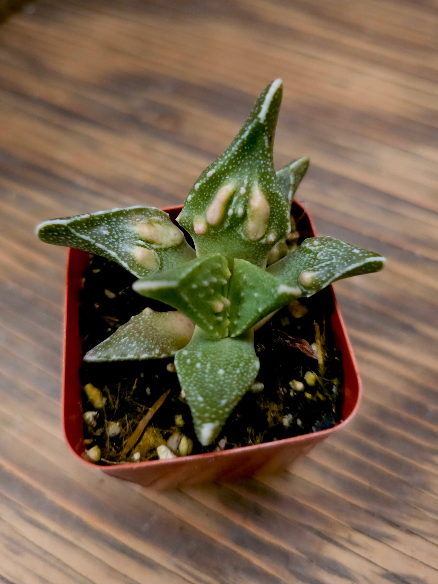 Faucaria tigrina 'Tuberculosa' – Tiger Jaws