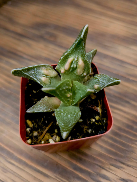Faucaria tigrina 'Tuberculosa' – Tiger Jaws
