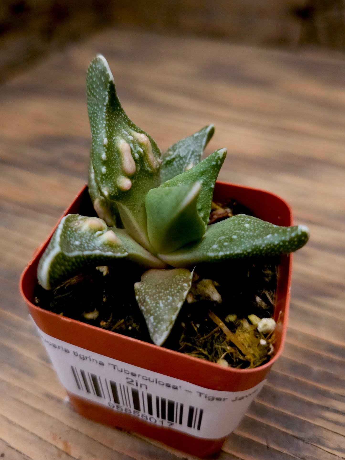 Faucaria tigrina 'Tuberculosa' – Tiger Jaws