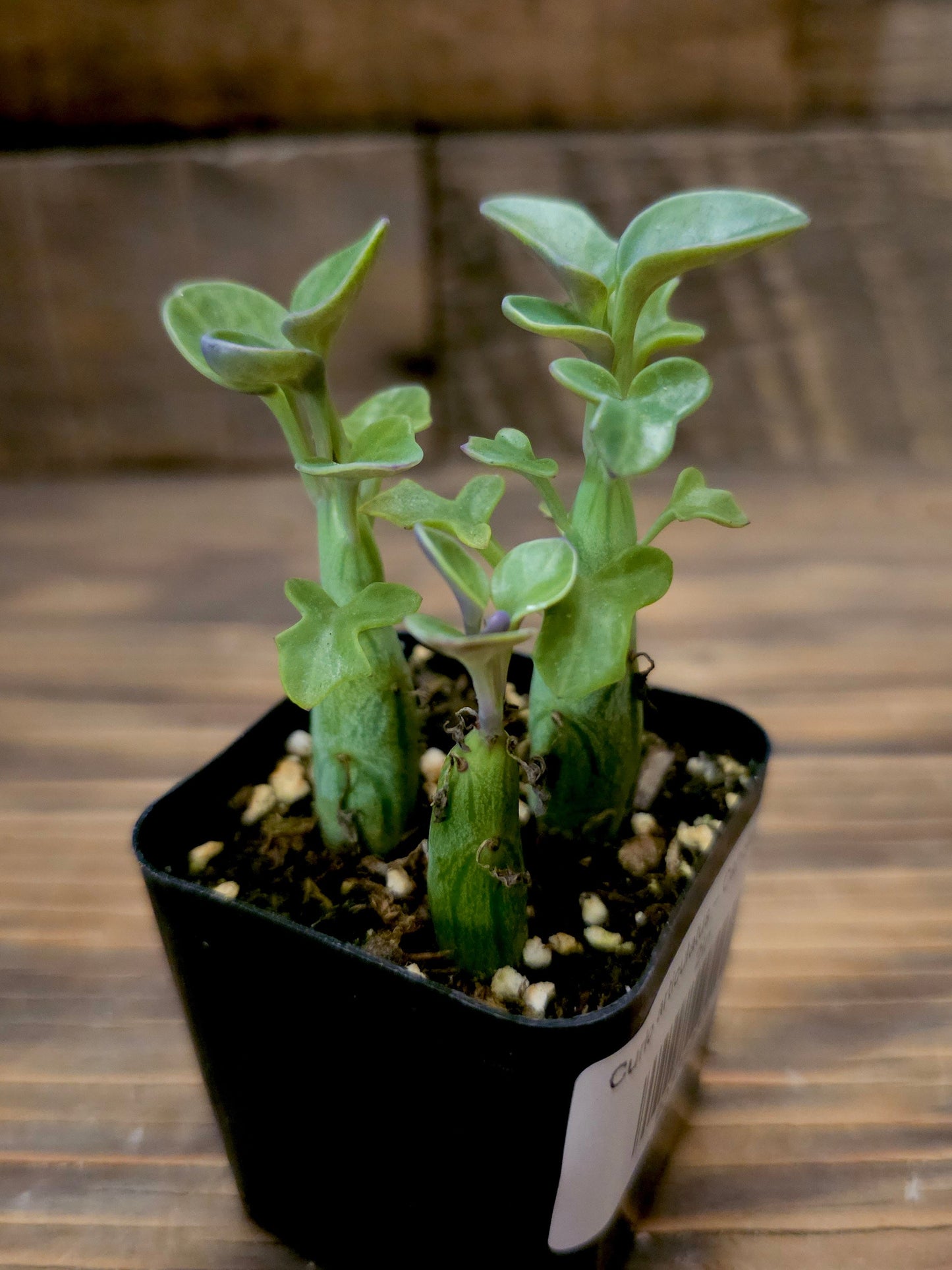Curio articulatus – Candle Plant