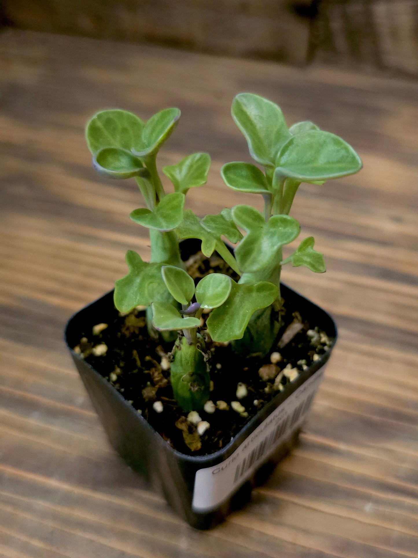 Curio articulatus – Candle Plant