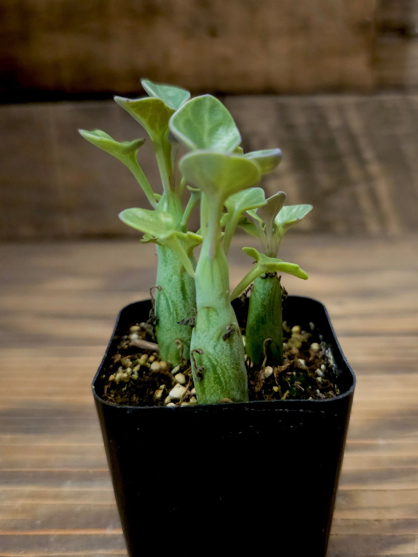 Curio articulatus – Candle Plant