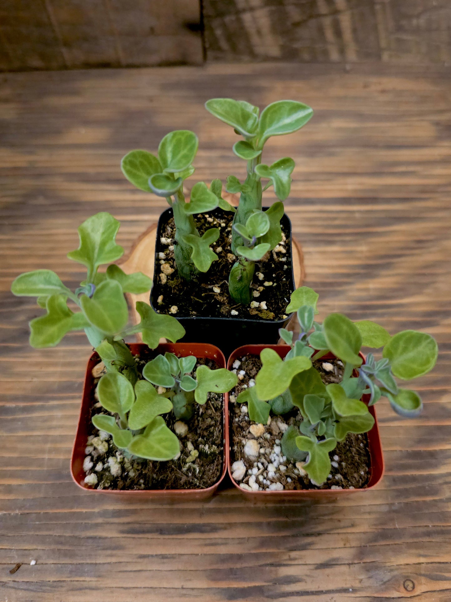 Curio articulatus – Candle Plant
