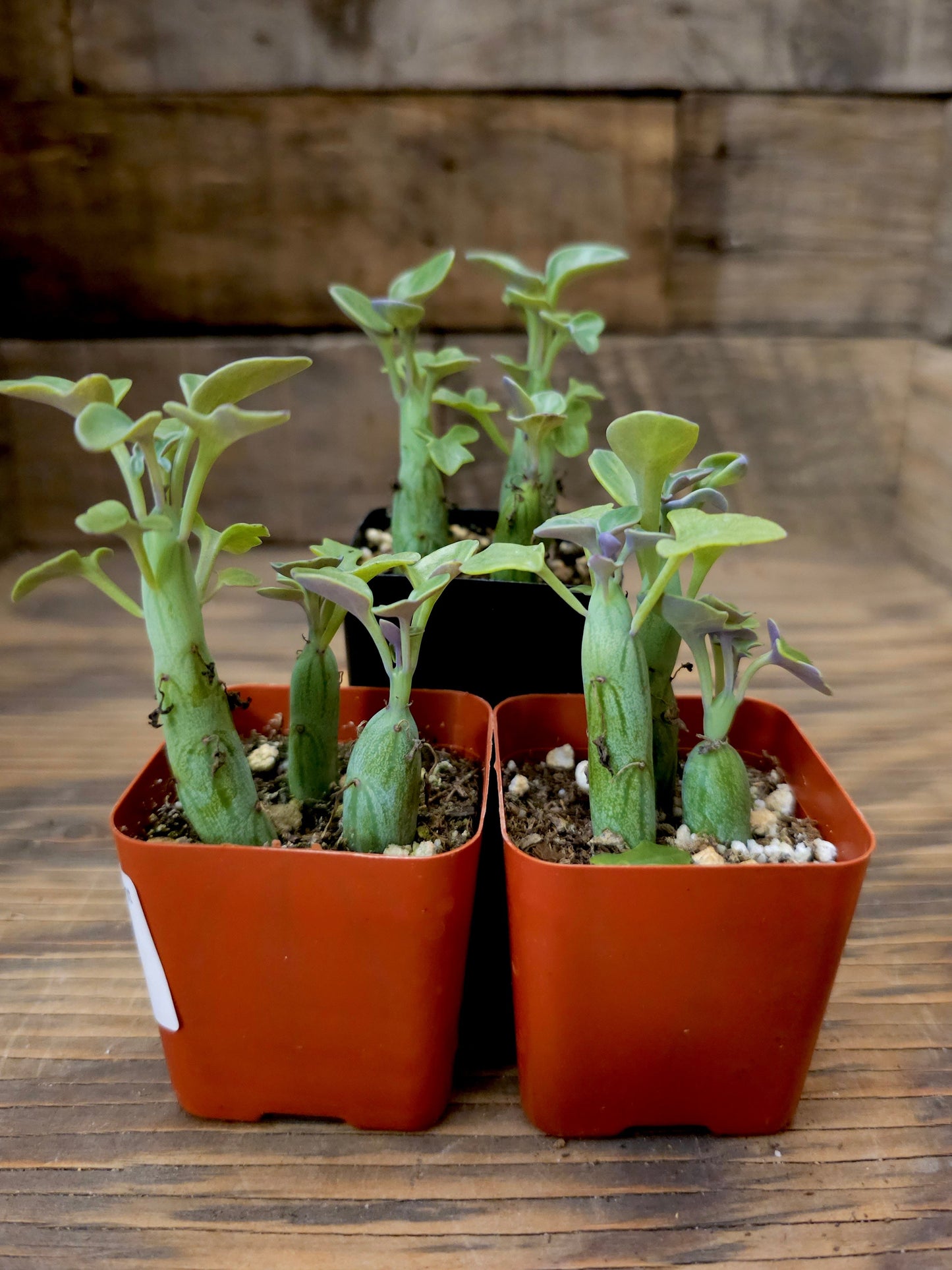 Curio articulatus – Candle Plant