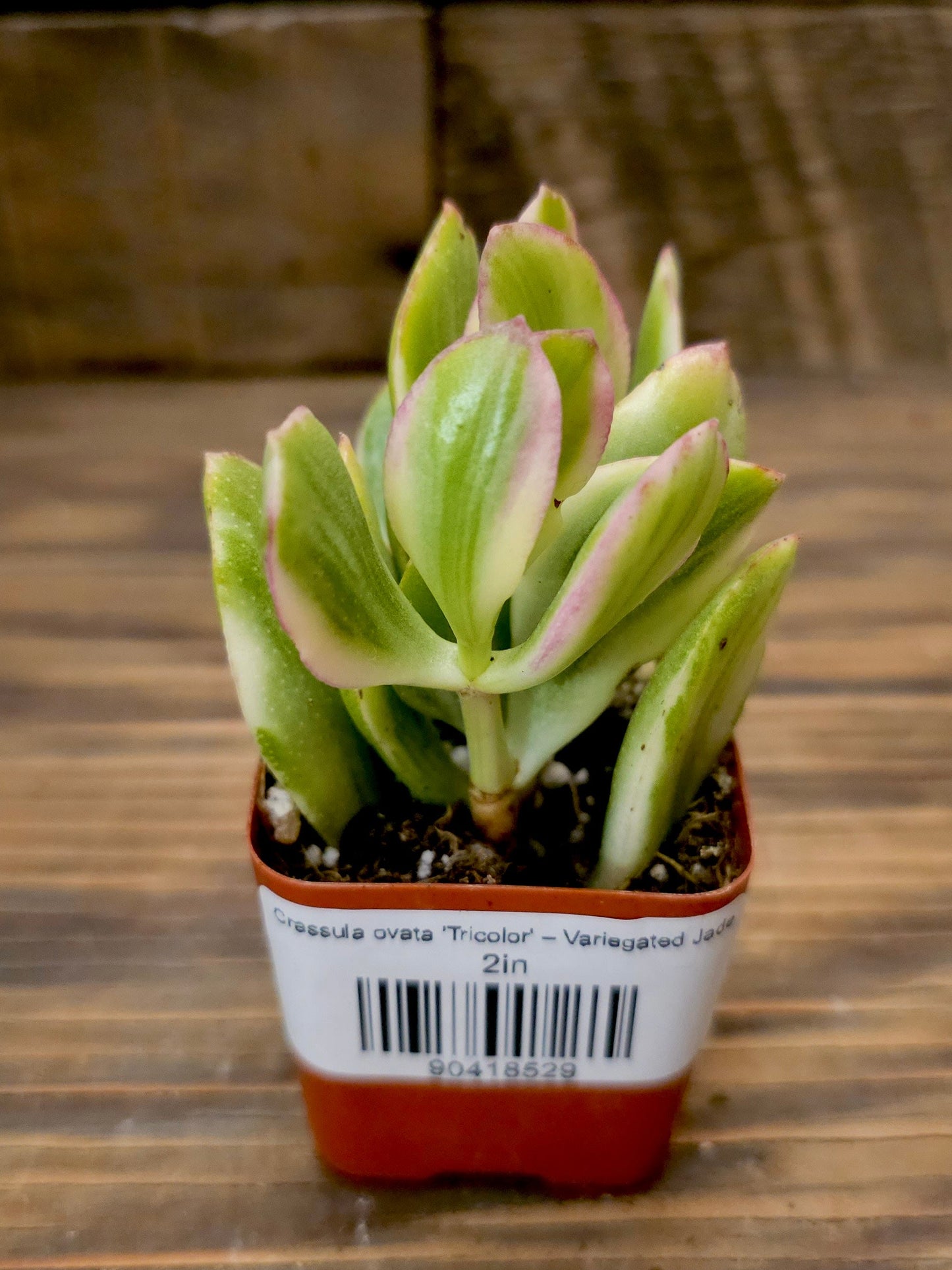 Crassula ovata 'Tricolor' – Variegated Jade