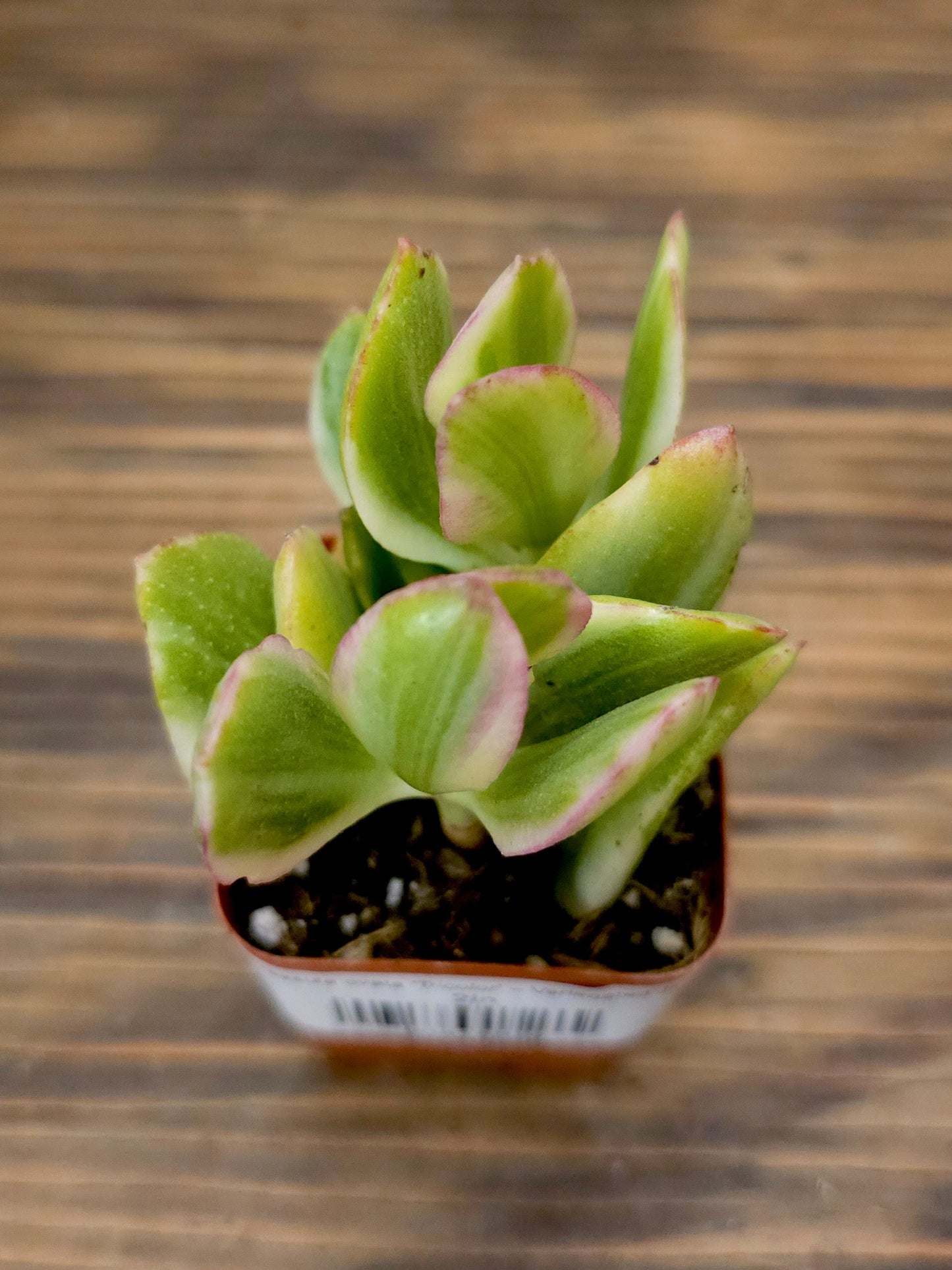 Crassula ovata 'Tricolor' – Variegated Jade