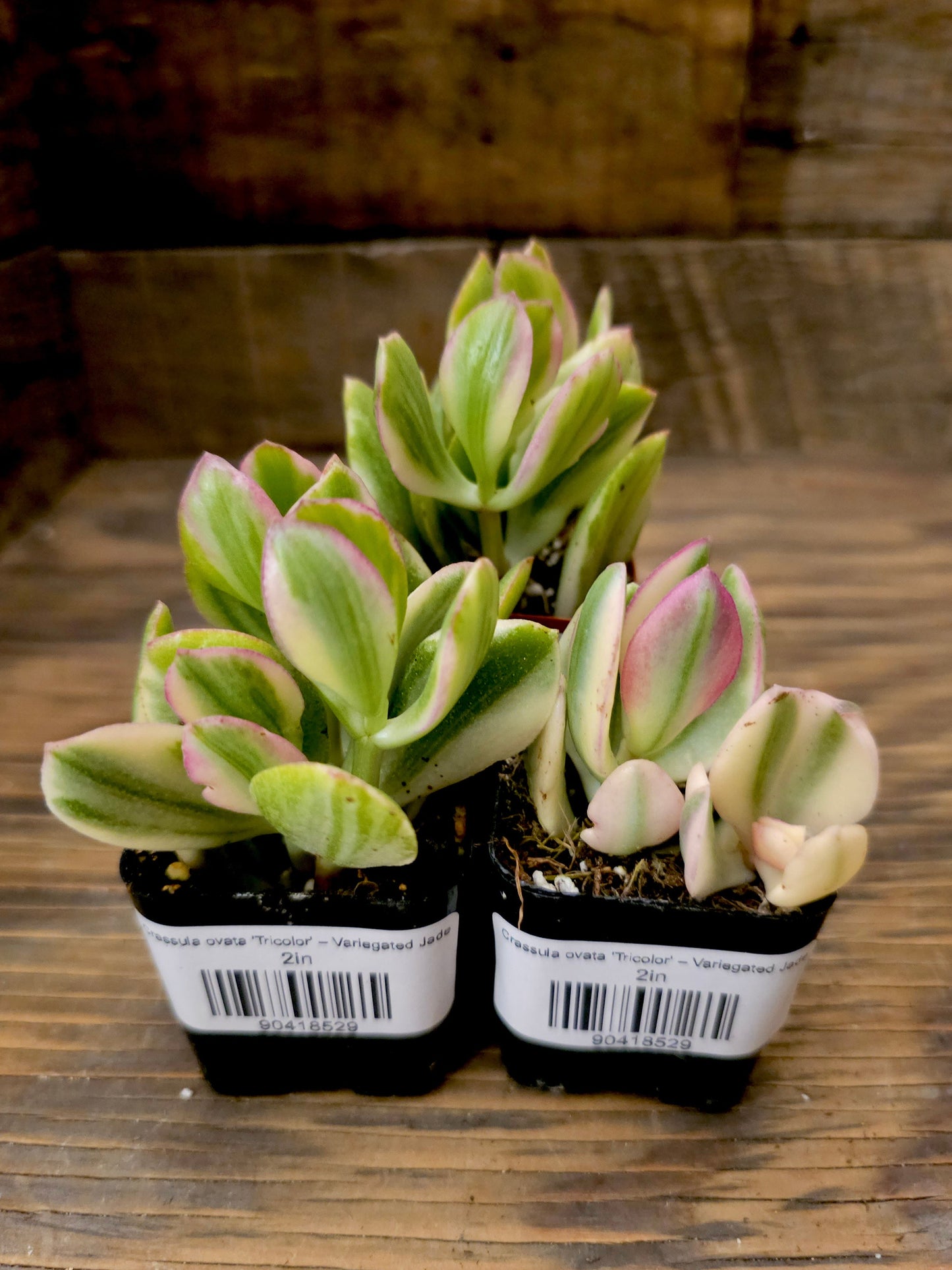 Crassula ovata 'Tricolor' – Variegated Jade
