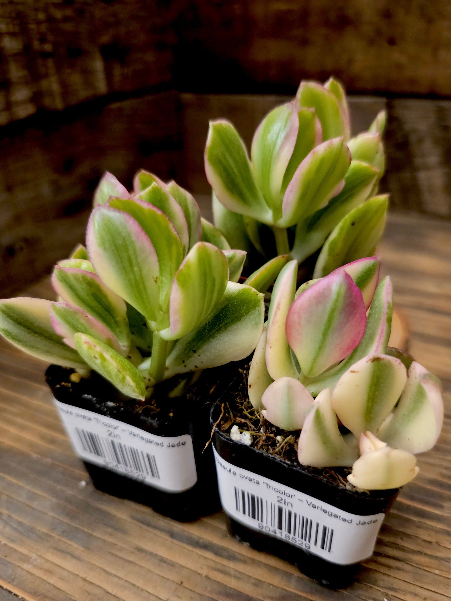 Crassula ovata 'Tricolor' – Variegated Jade