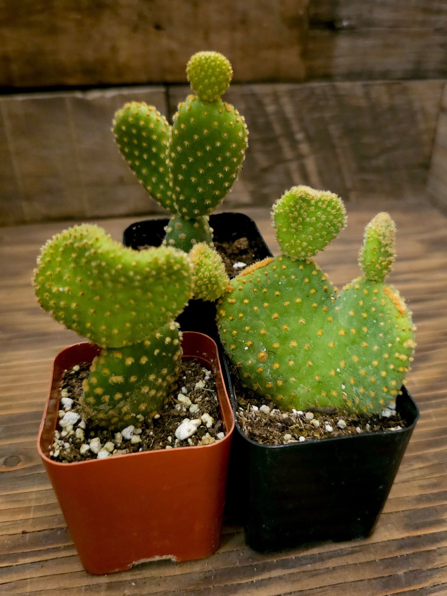 Opuntia microdasys 'Golden Swirl' – Swirl Cactus