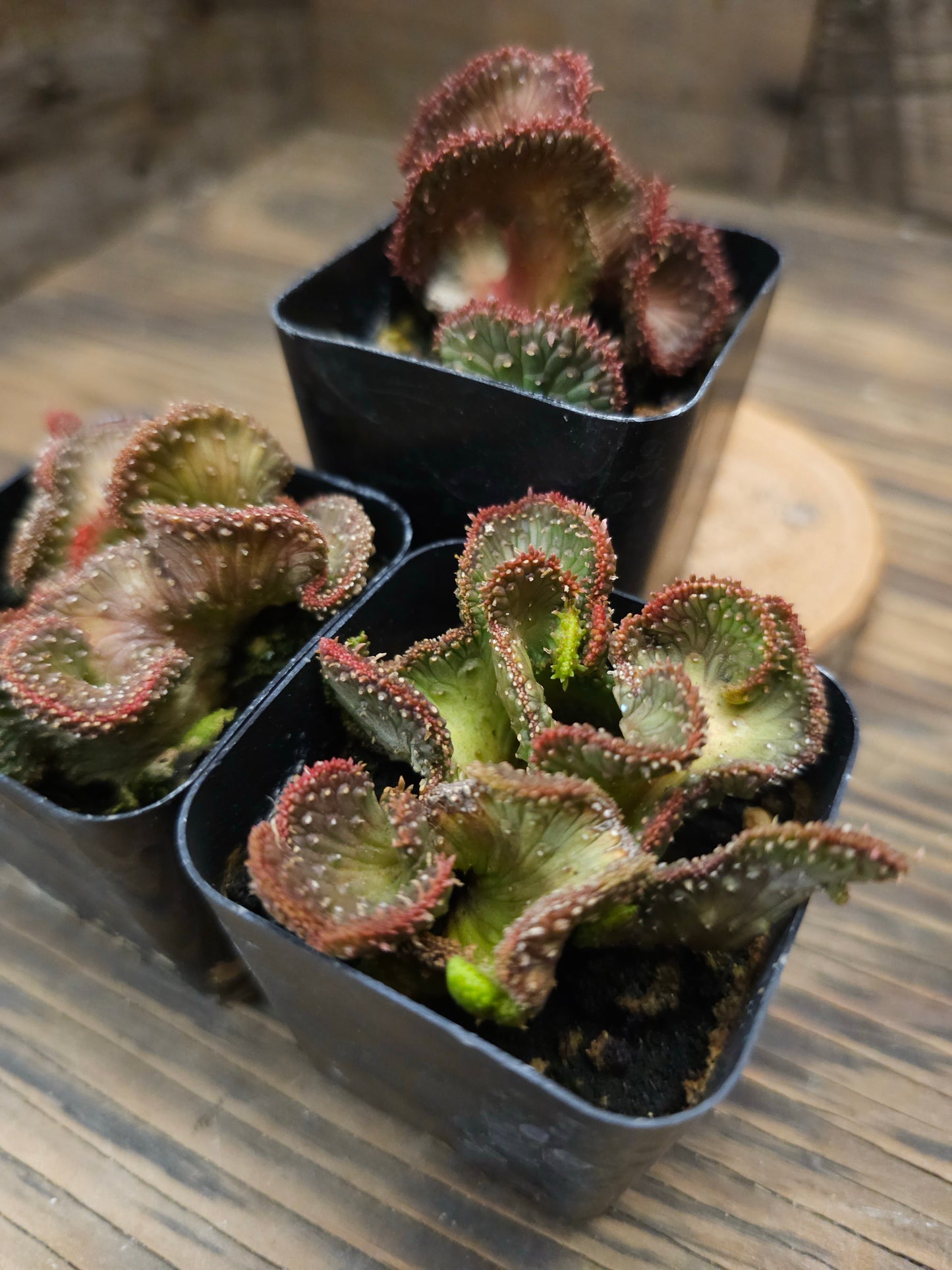 Euphorbia flanaganii f. cristata 'Variegata' – Variegated Crested Medusa's Head