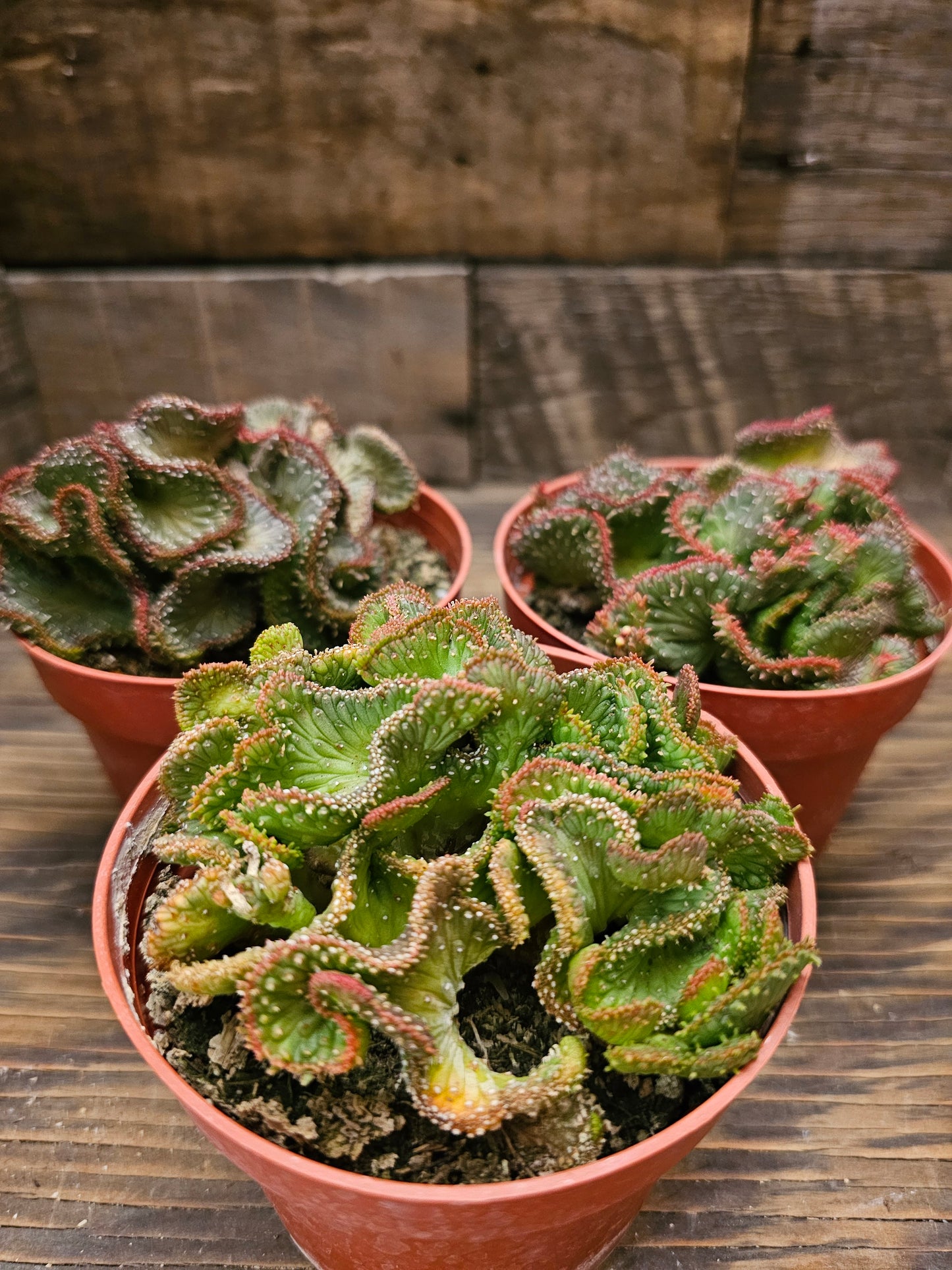 Euphorbia flanaganii f. cristata 'Variegata' – Variegated Crested Medusa's Head
