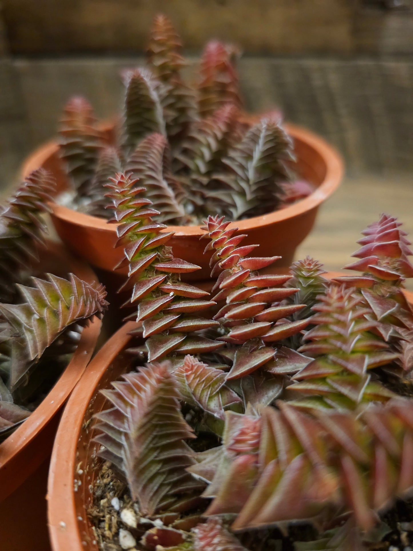 Crassula 'Pagoda Village' – Pagoda Village Crassula