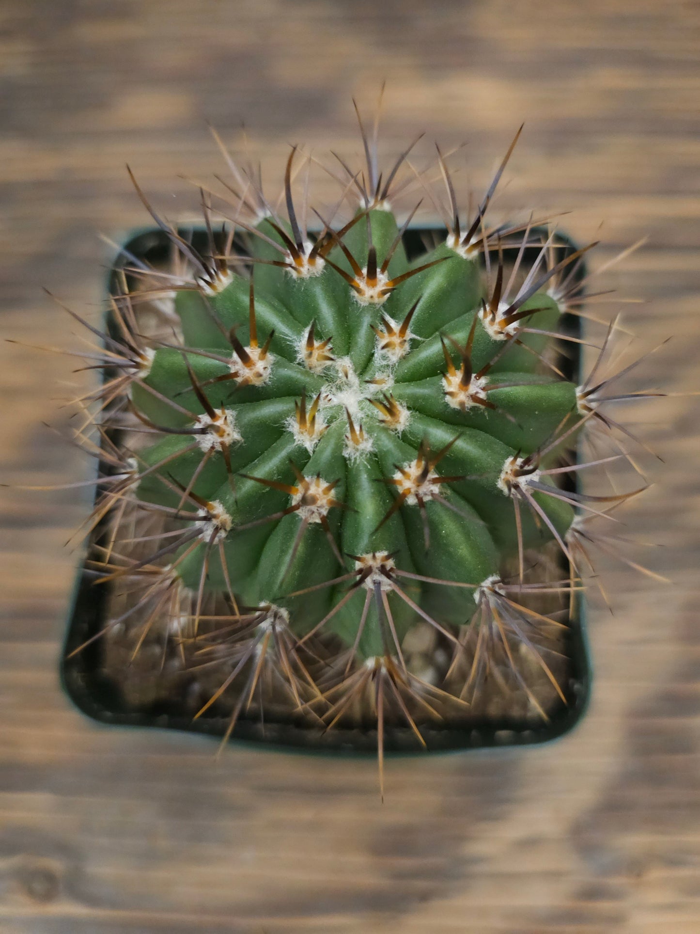 Carnegiea gigantea – Saguaro Cactus