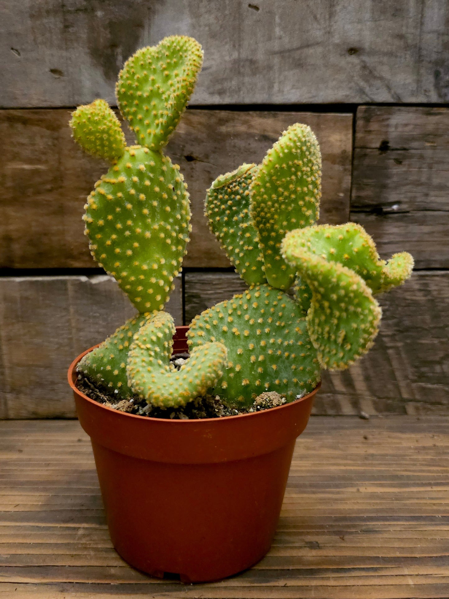 Opuntia microdasys 'Golden Swirl' – Swirl Cactus