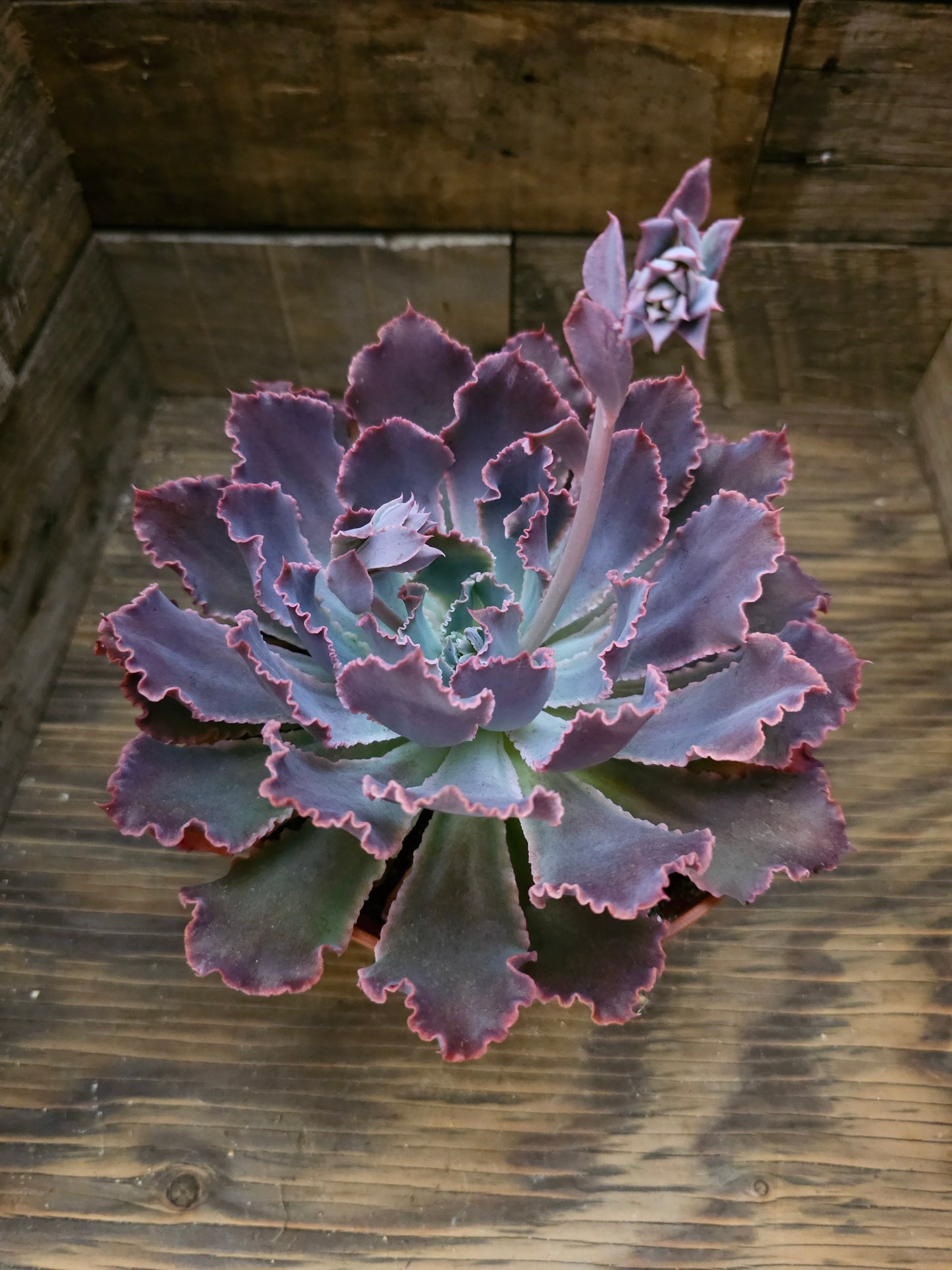 Echeveria 'Neon Breakers' – Neon Breakers Echeveria
