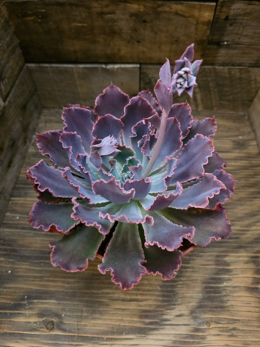 Echeveria 'Neon Breakers' – Neon Breakers Echeveria