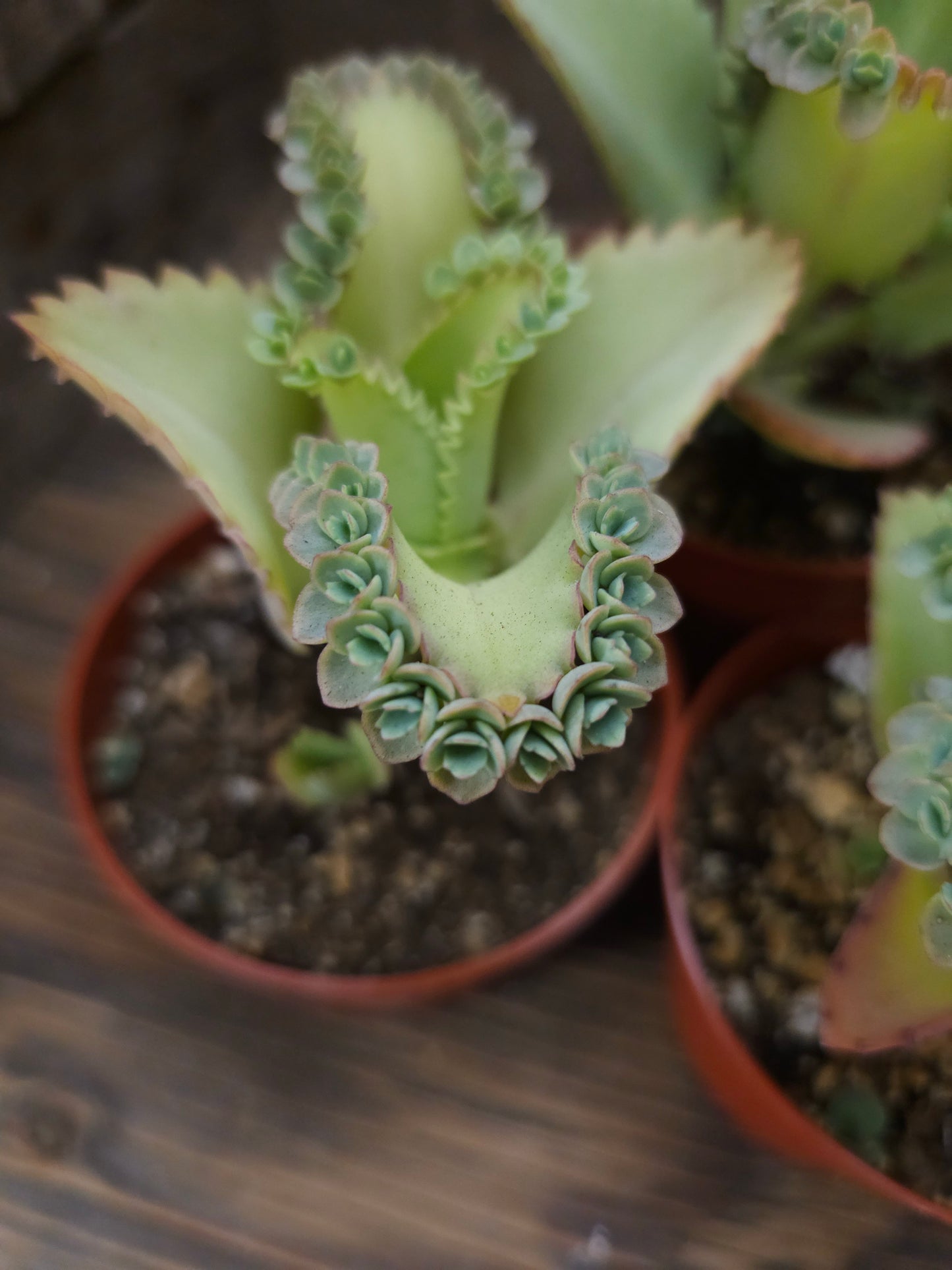 Kalanchoe daigremontiana – Mother of Thousands