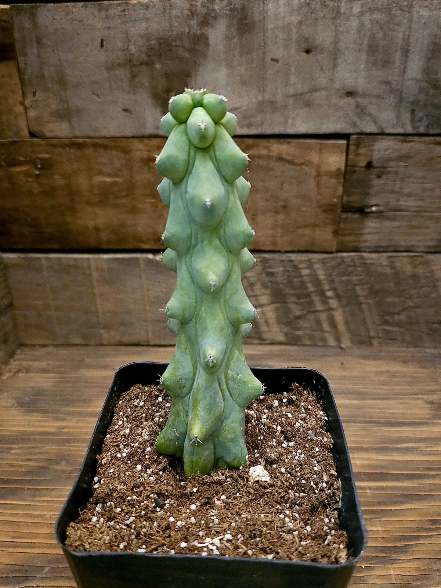 Myrtillocactus geometrizans 'Fukurokuryuzinboku' – Boobie Cactus 1