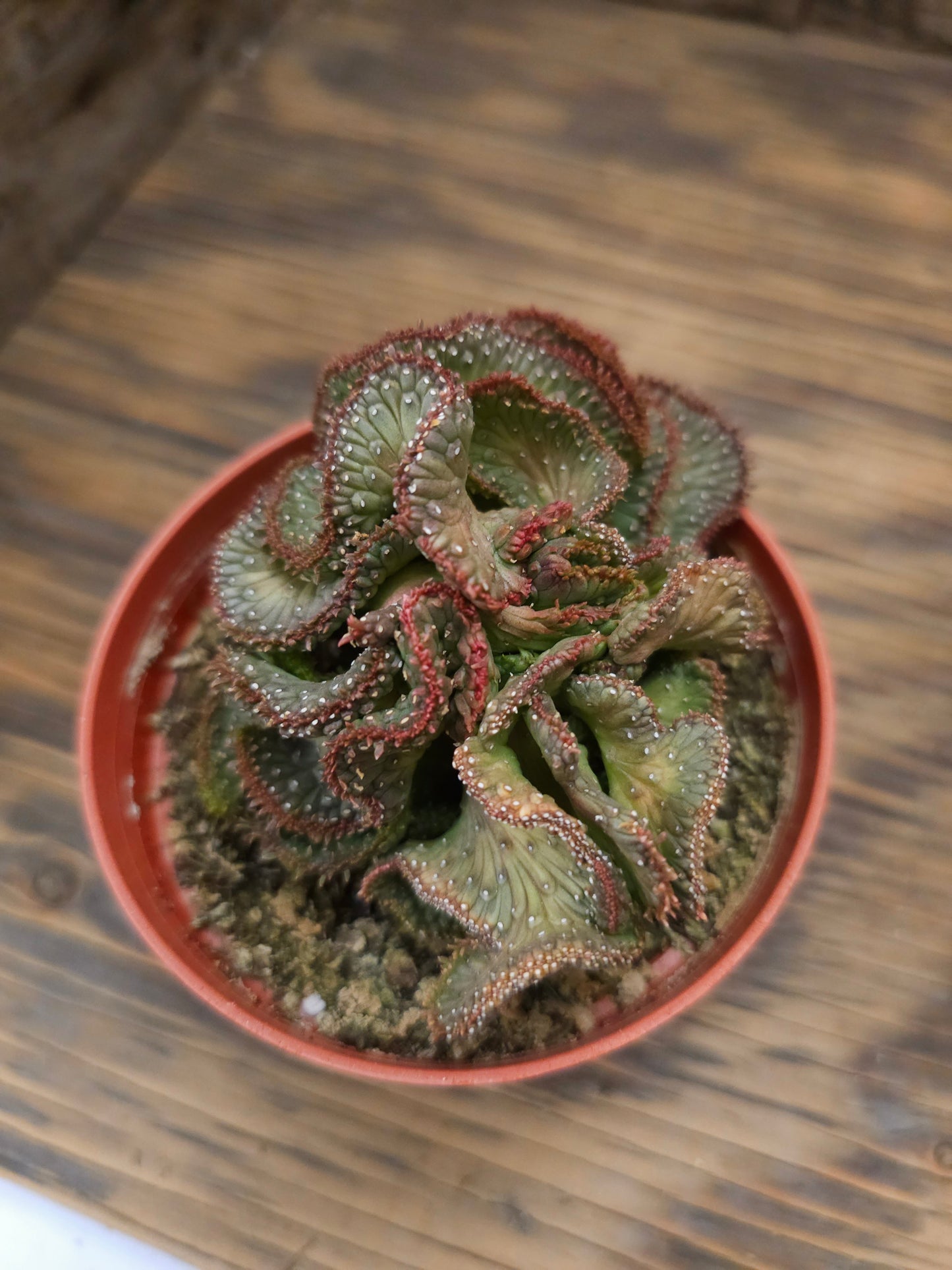 Euphorbia flanaganii f. cristata 'Variegata' – Variegated Crested Medusa's Head