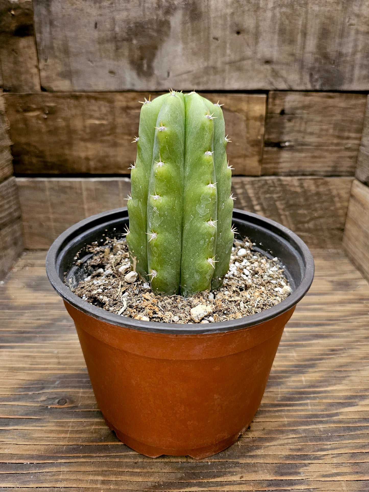 Echinopsis pachanoi – San Pedro Cactus