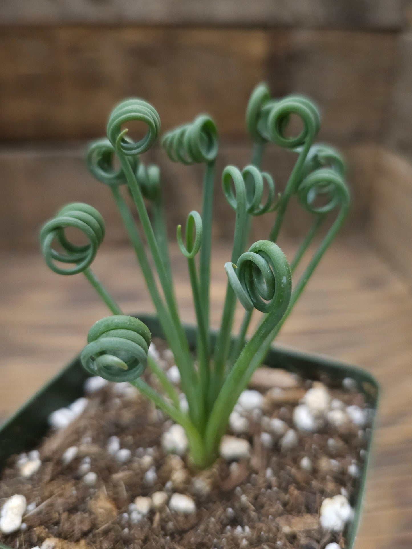 Albuca spiralis – Frizzle Sizzle
