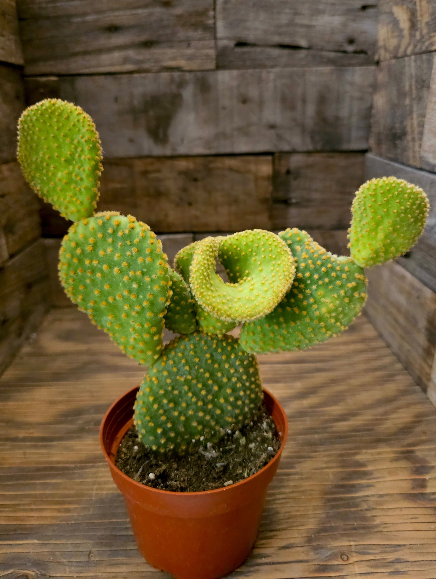 Opuntia microdasys 'Golden Swirl' – Swirl Cactus