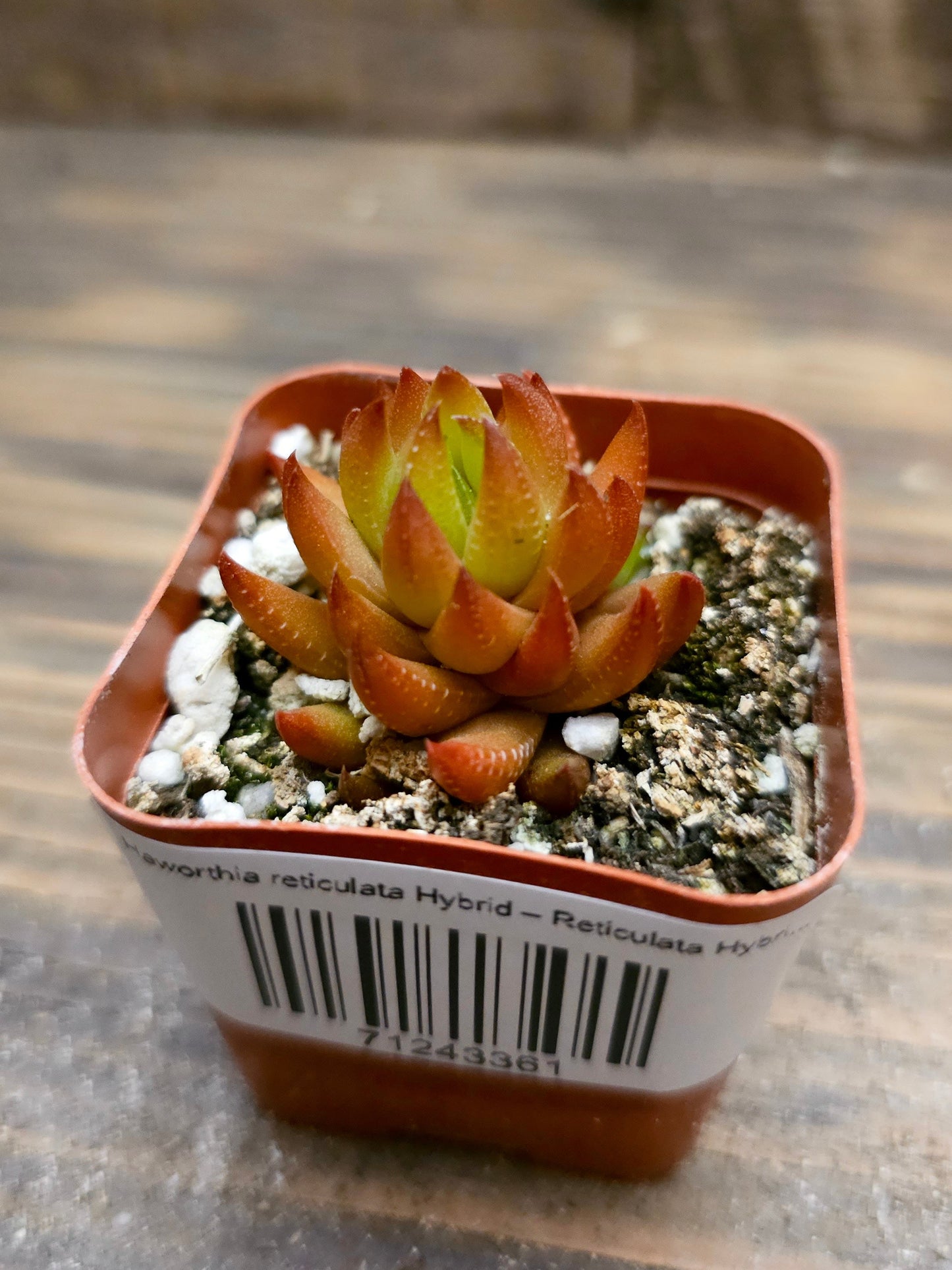Haworthia reticulata Hybrid – Reticulata Hybrid Haworthia