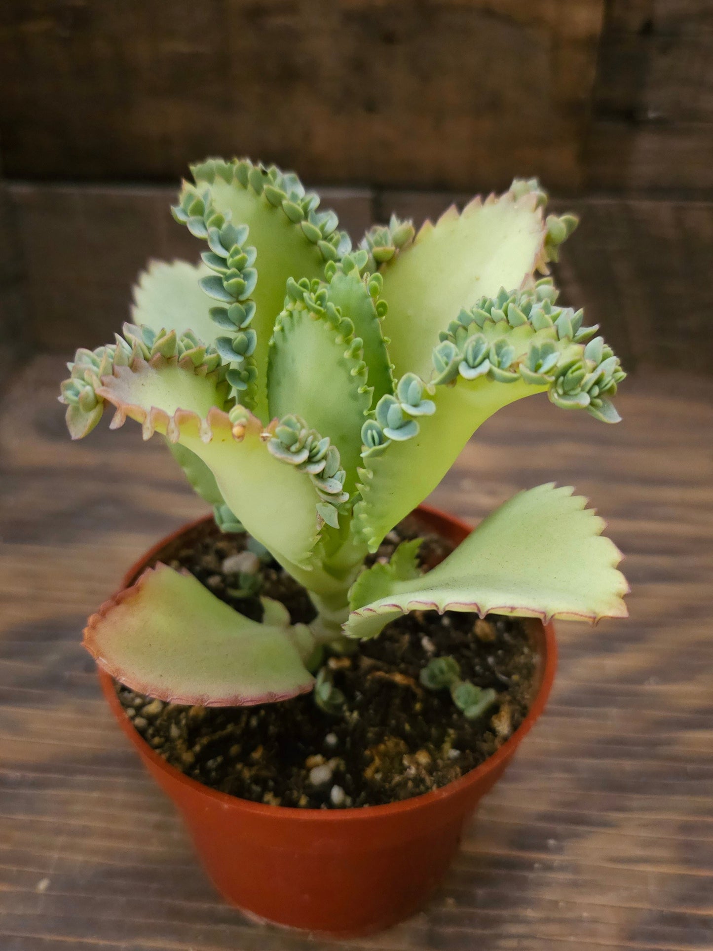Kalanchoe daigremontiana – Mother of Thousands