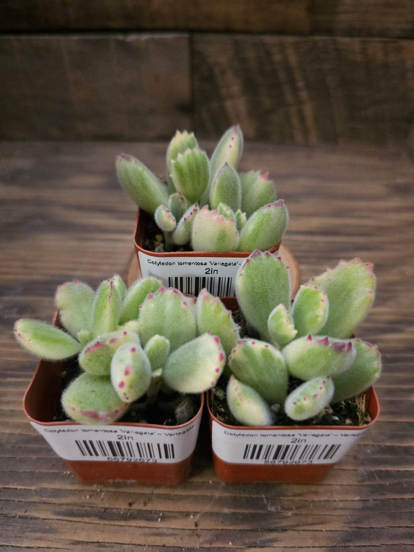 Cotyledon tomentosa 'Variegata' – Variegated Bear's Paw
