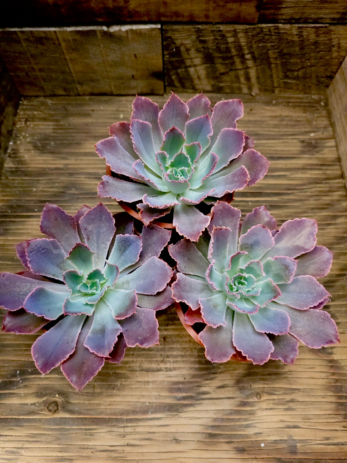 Echeveria 'Neon Breakers' – Neon Breakers Echeveria