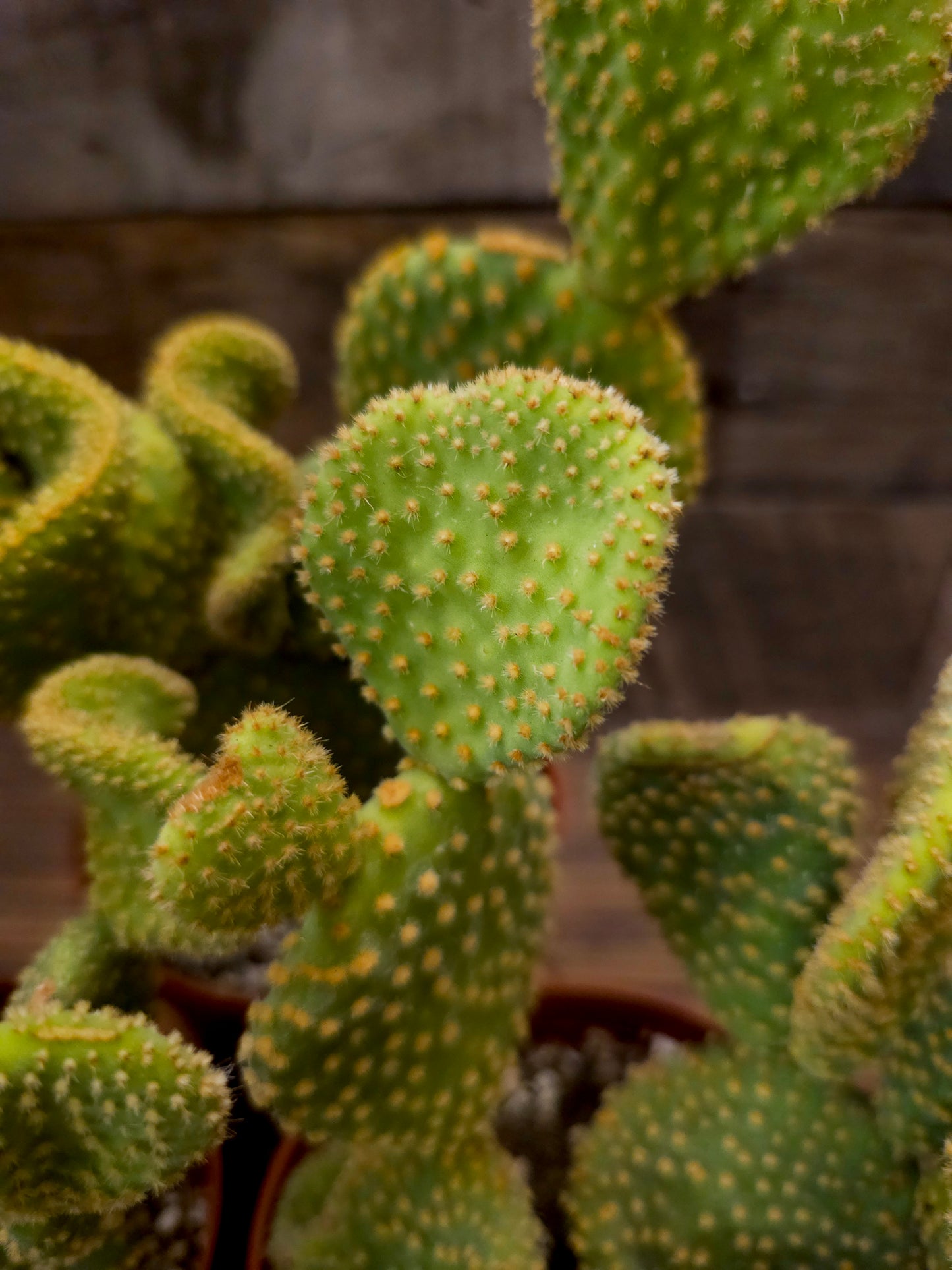 Opuntia microdasys 'Golden Swirl' – Swirl Cactus
