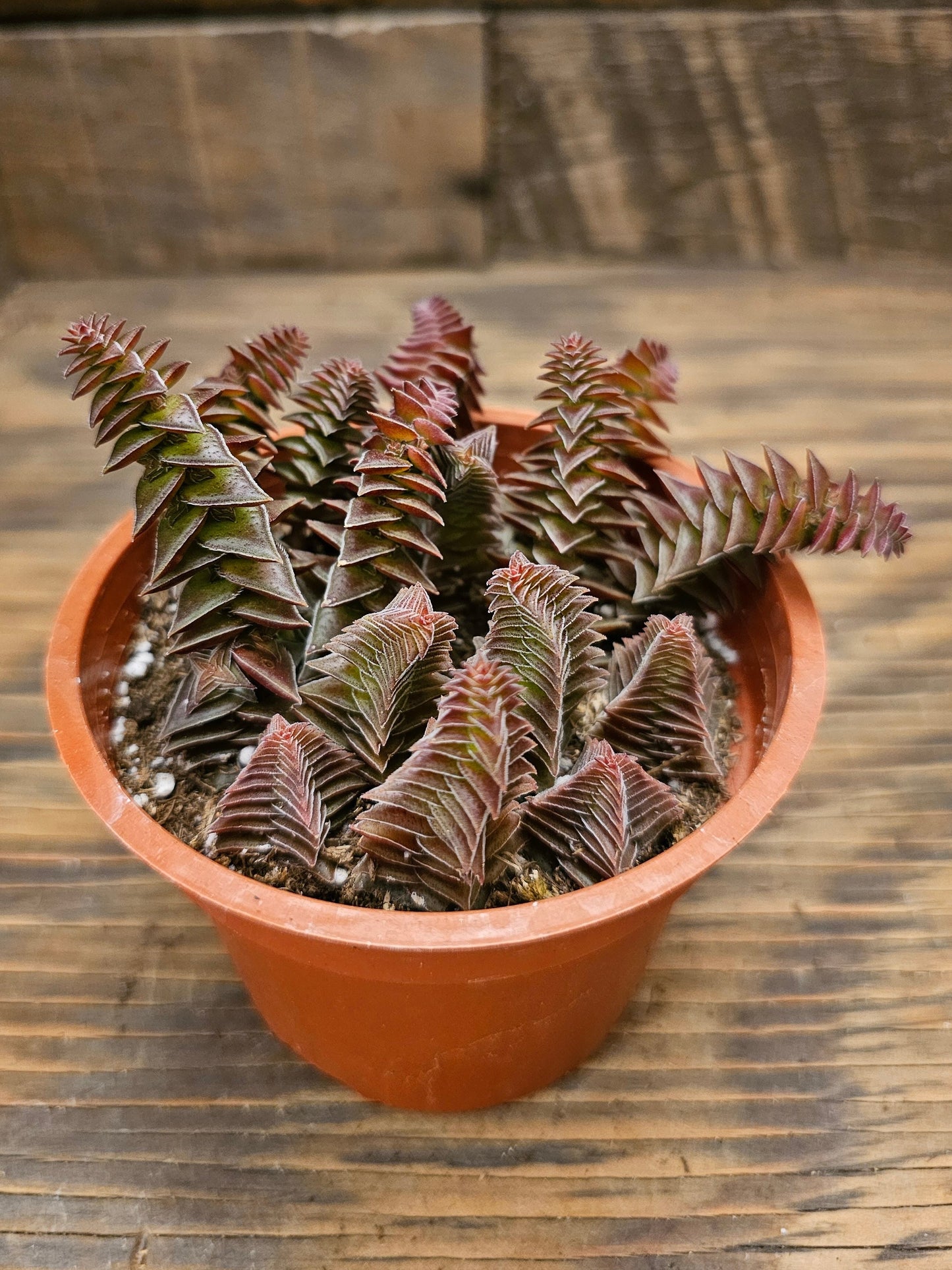 Crassula 'Pagoda Village' – Pagoda Village Crassula