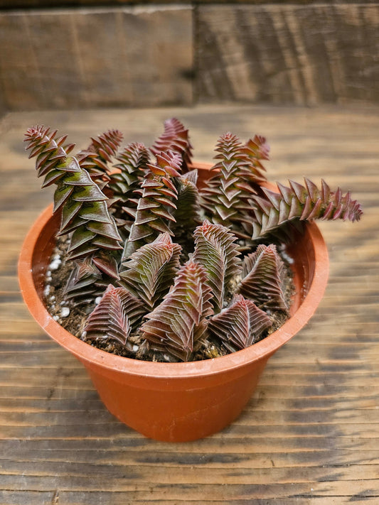 Crassula 'Pagoda Village' – Pagoda Village Crassula