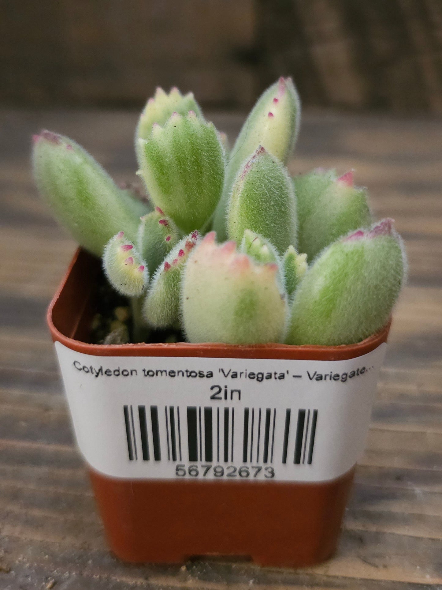 Cotyledon tomentosa 'Variegata' – Variegated Bear's Paw