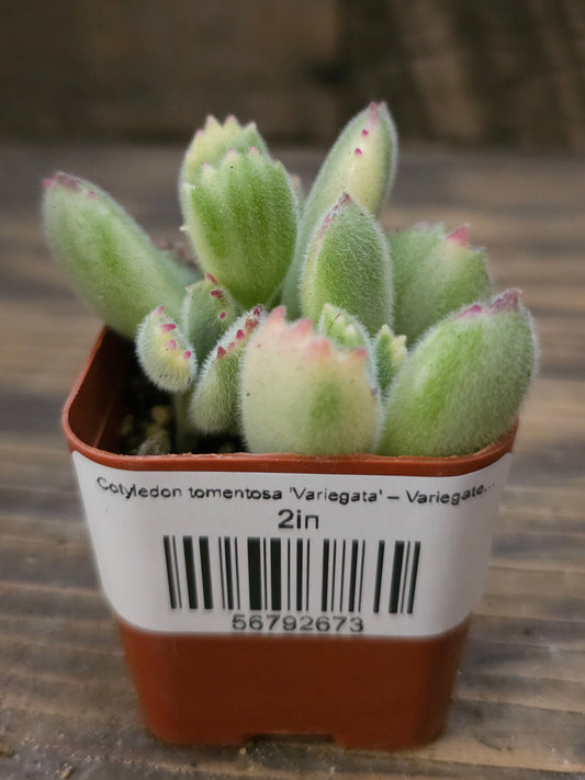 Cotyledon tomentosa 'Variegata' – Variegated Bear's Paw