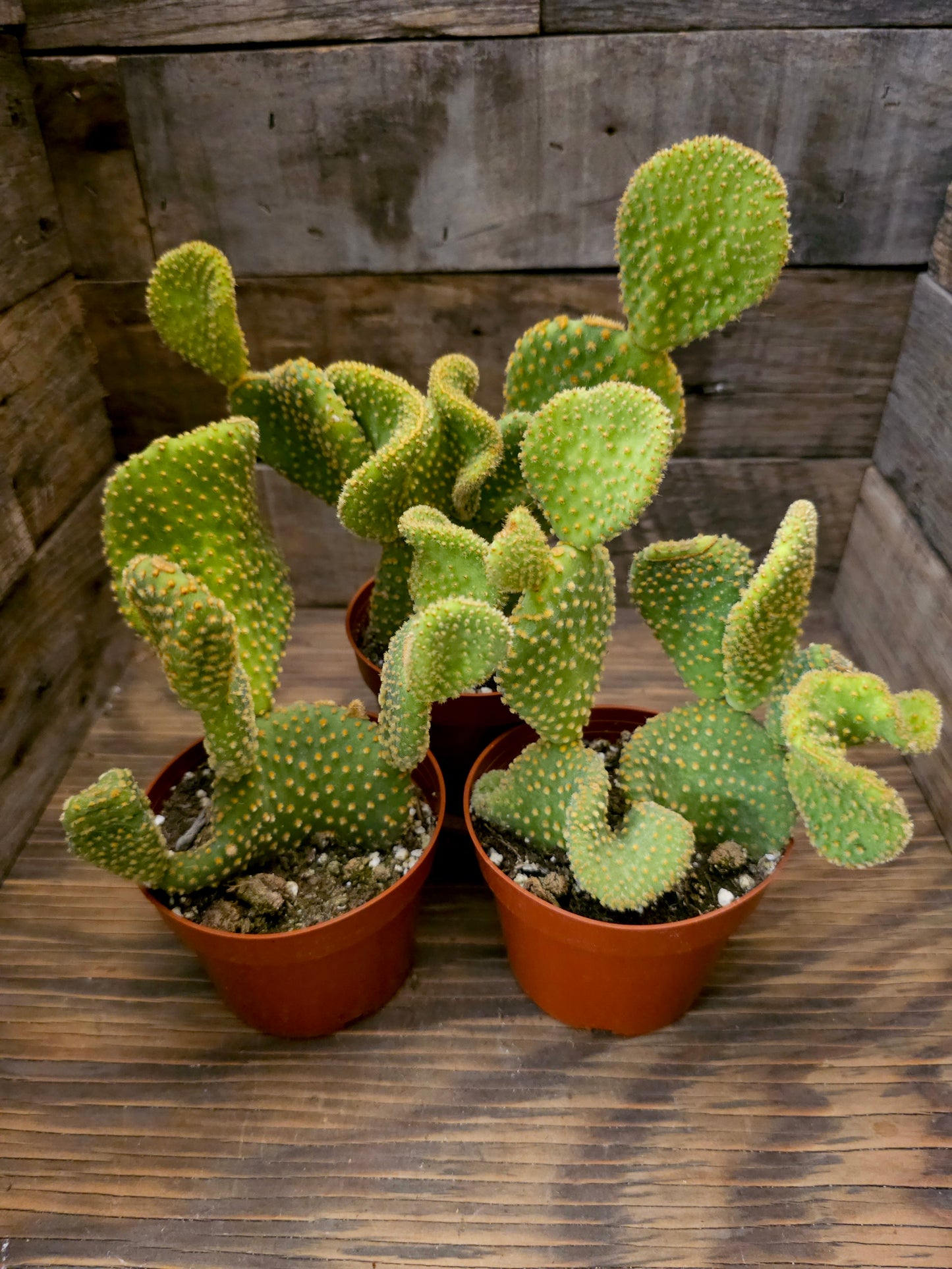 Opuntia microdasys 'Golden Swirl' – Swirl Cactus