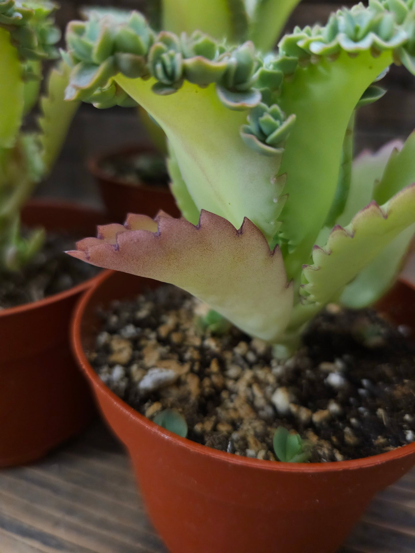 Kalanchoe daigremontiana – Mother of Thousands