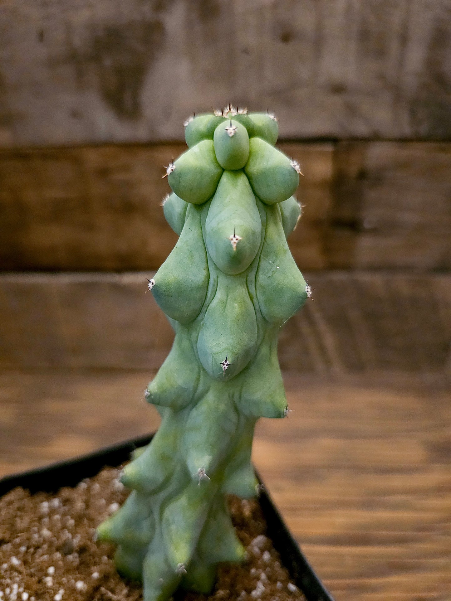 Myrtillocactus geometrizans 'Fukurokuryuzinboku' – Boobie Cactus 1