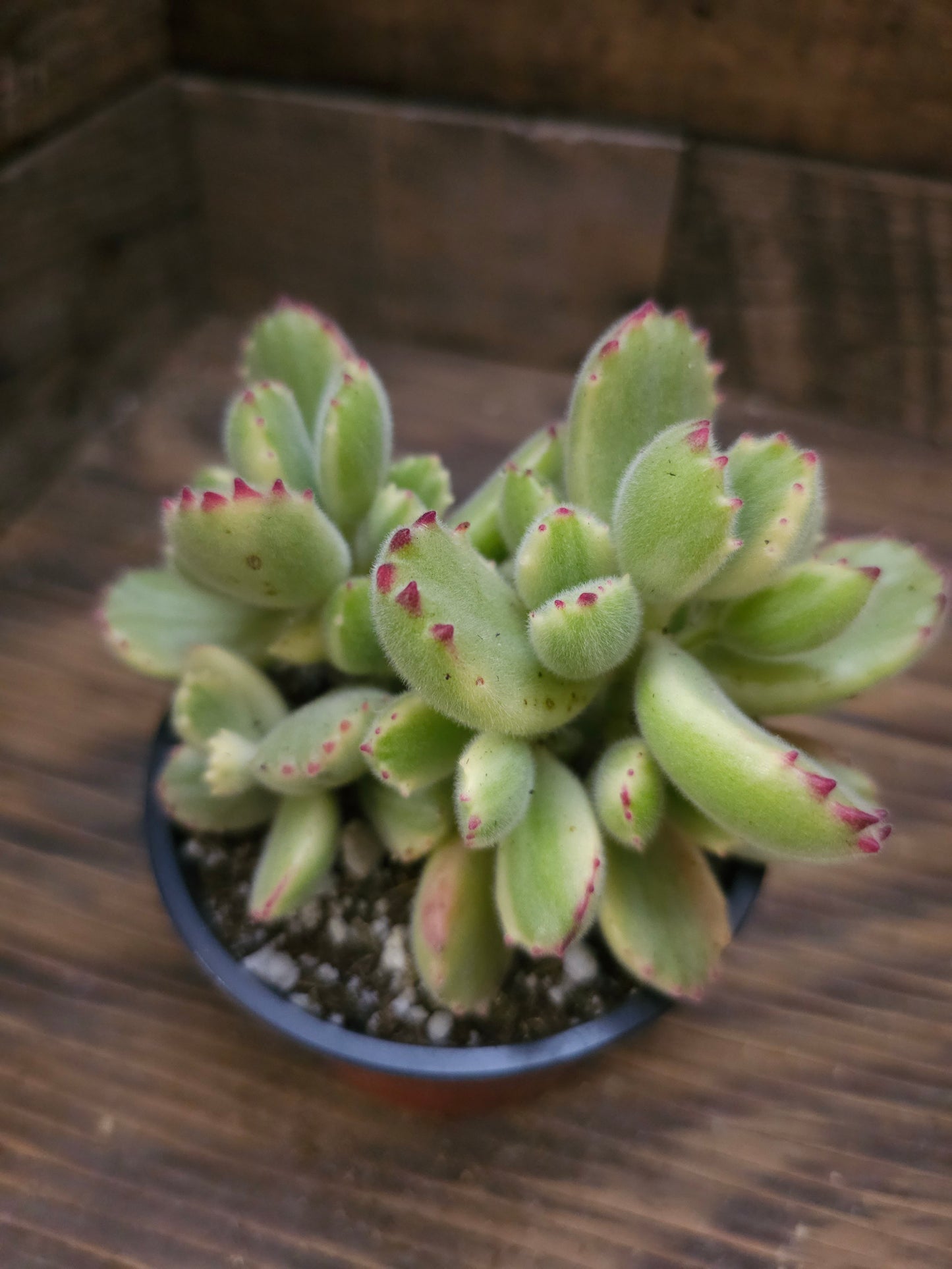 Cotyledon tomentosa 'Variegata' – Variegated Bear's Paw