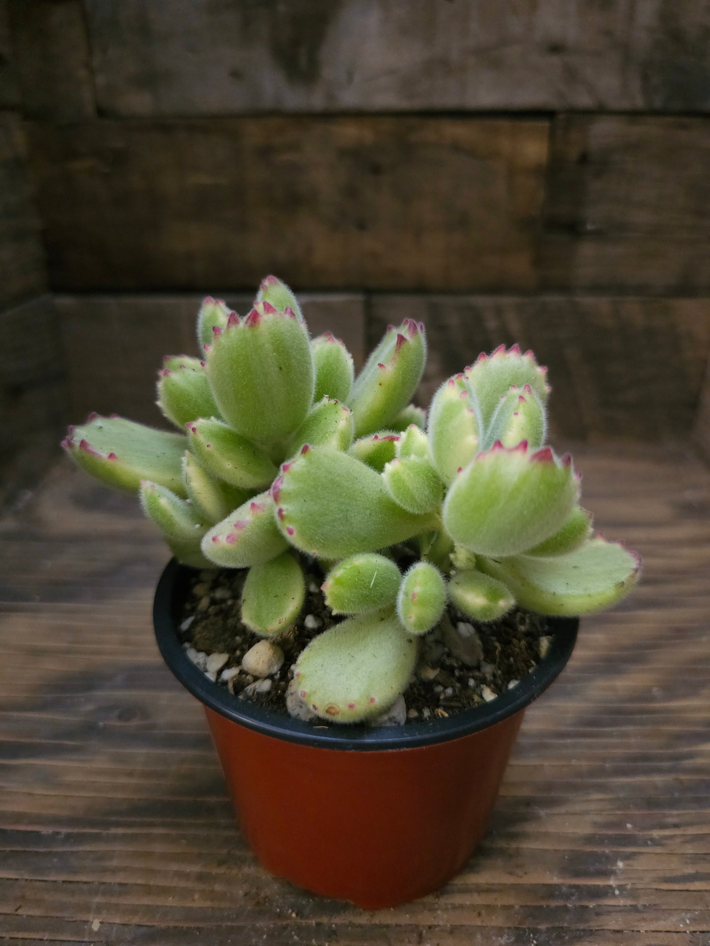 Cotyledon tomentosa 'Variegata' – Variegated Bear's Paw