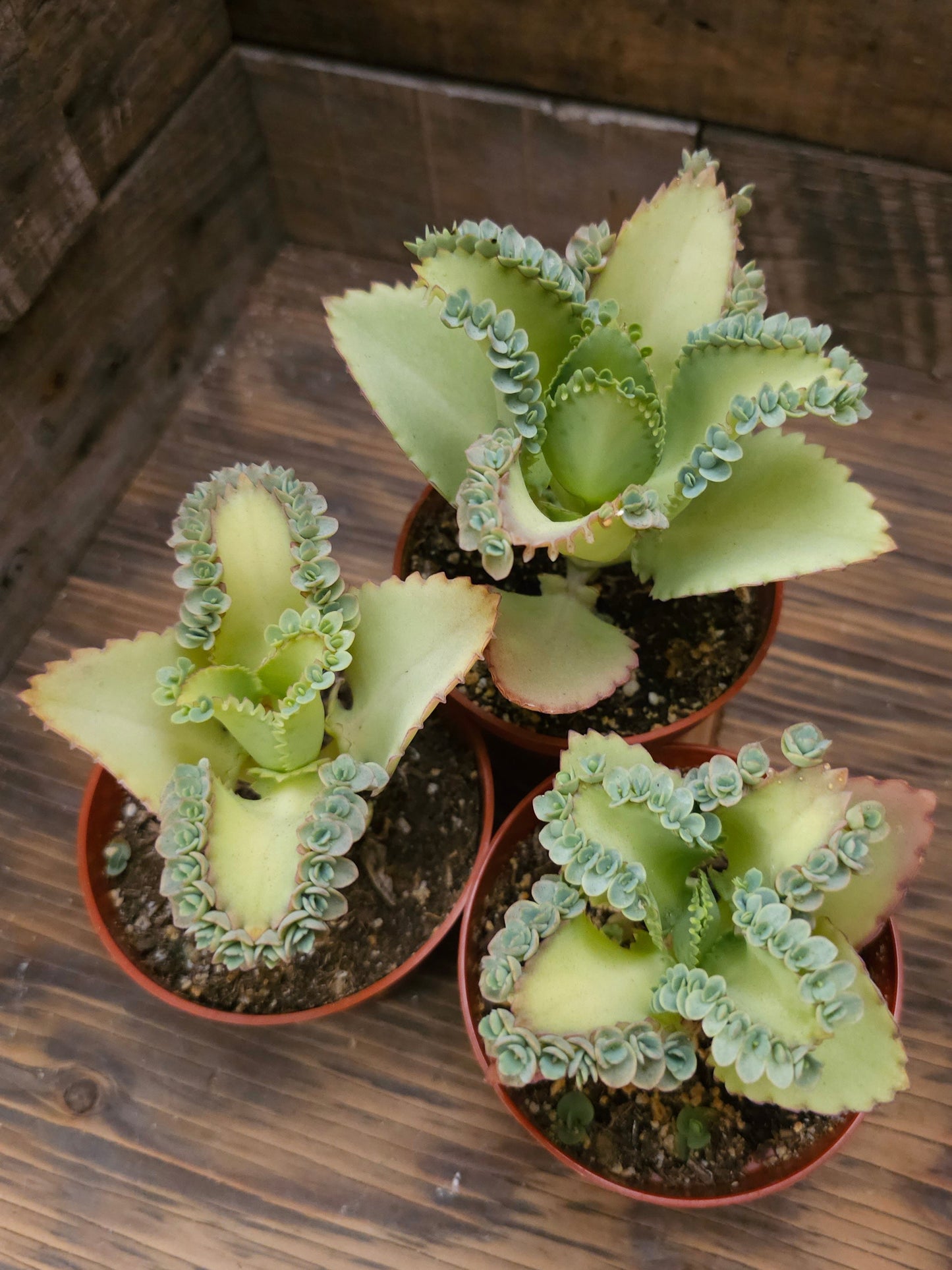 Kalanchoe daigremontiana – Mother of Thousands