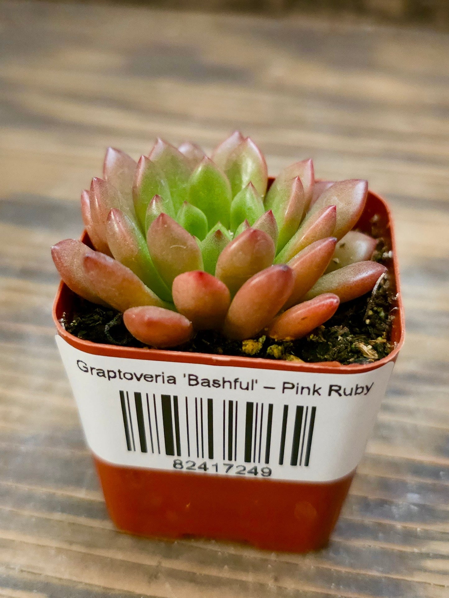 Graptoveria 'Bashful' – Pink Ruby