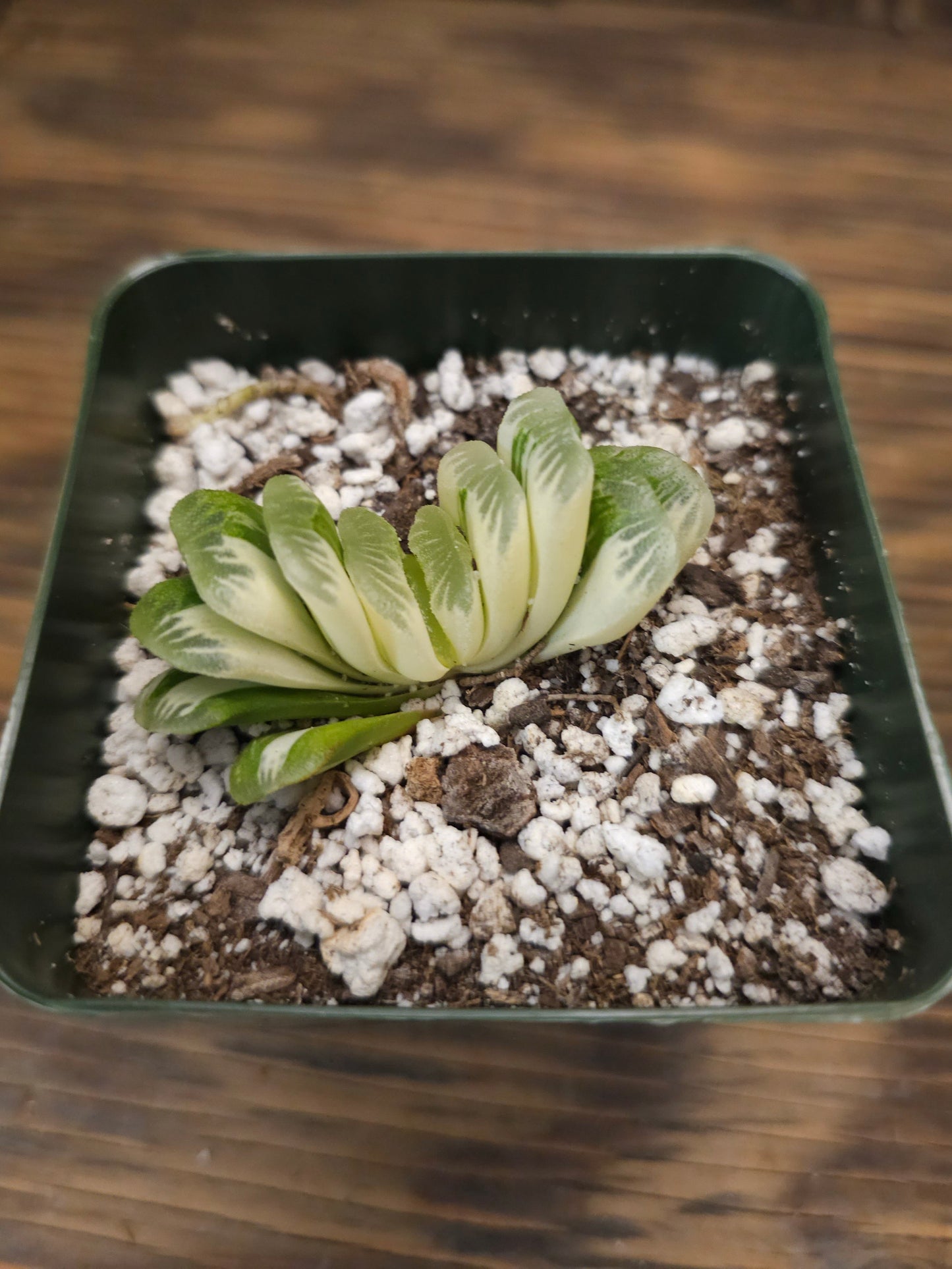 Haworthia truncata 'Variegata' – Variegated Horse Teeth