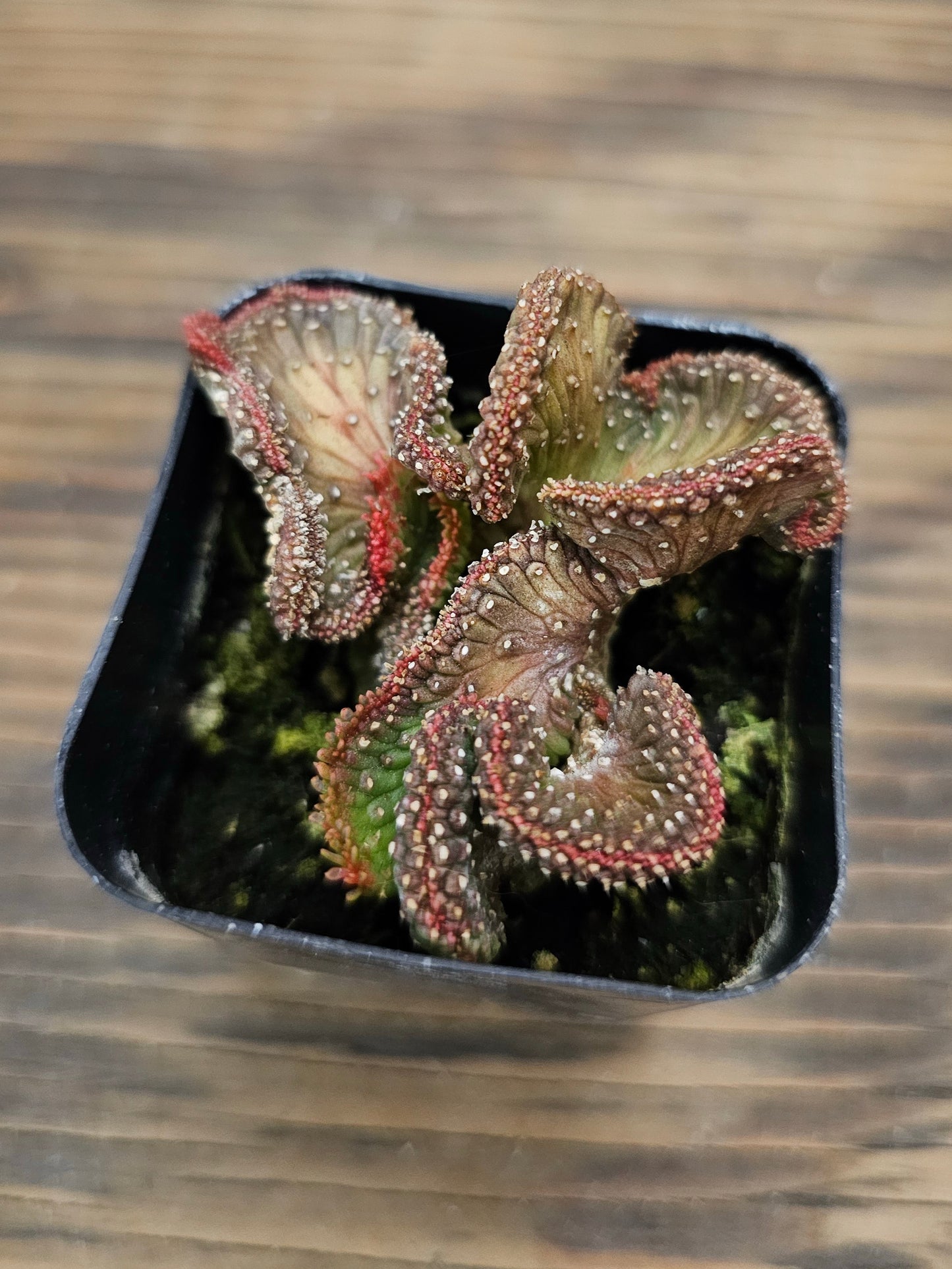 Euphorbia flanaganii f. cristata 'Variegata' – Variegated Crested Medusa's Head