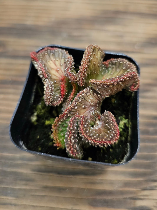 Euphorbia flanaganii f. cristata 'Variegata' – Variegated Crested Medusa's Head